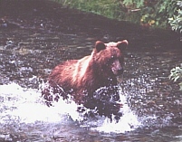 photo_Grizzly Fishing for Salmon
