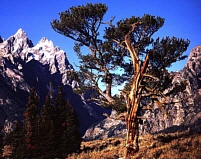 photo_Patriarch Tree and Cathedral Peaks