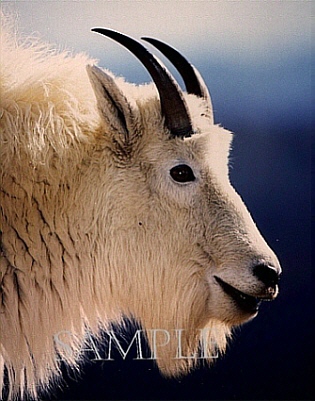 photo_Rocky Mountain Goat